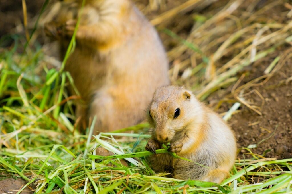 Prairie dog with its baby.