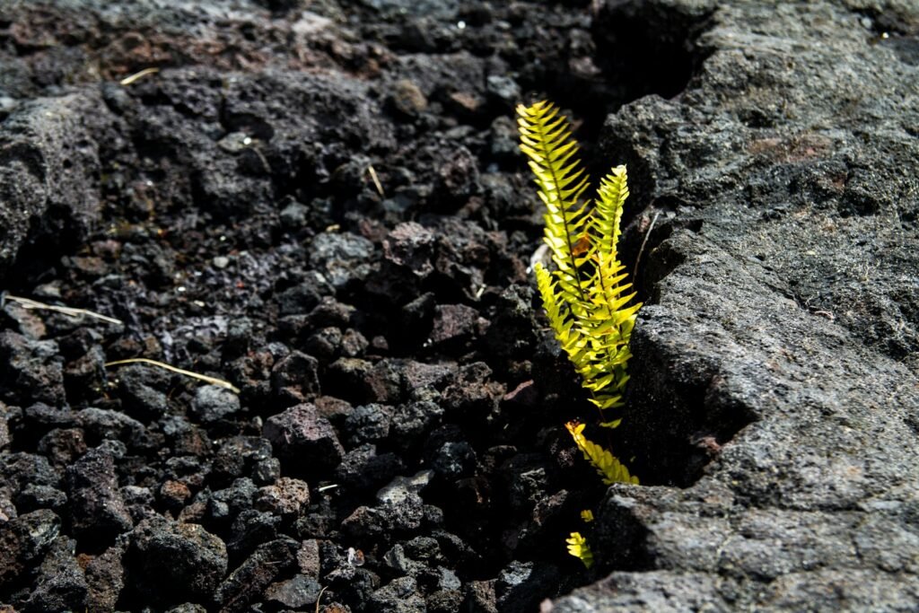 Yellow and black caterpillar.