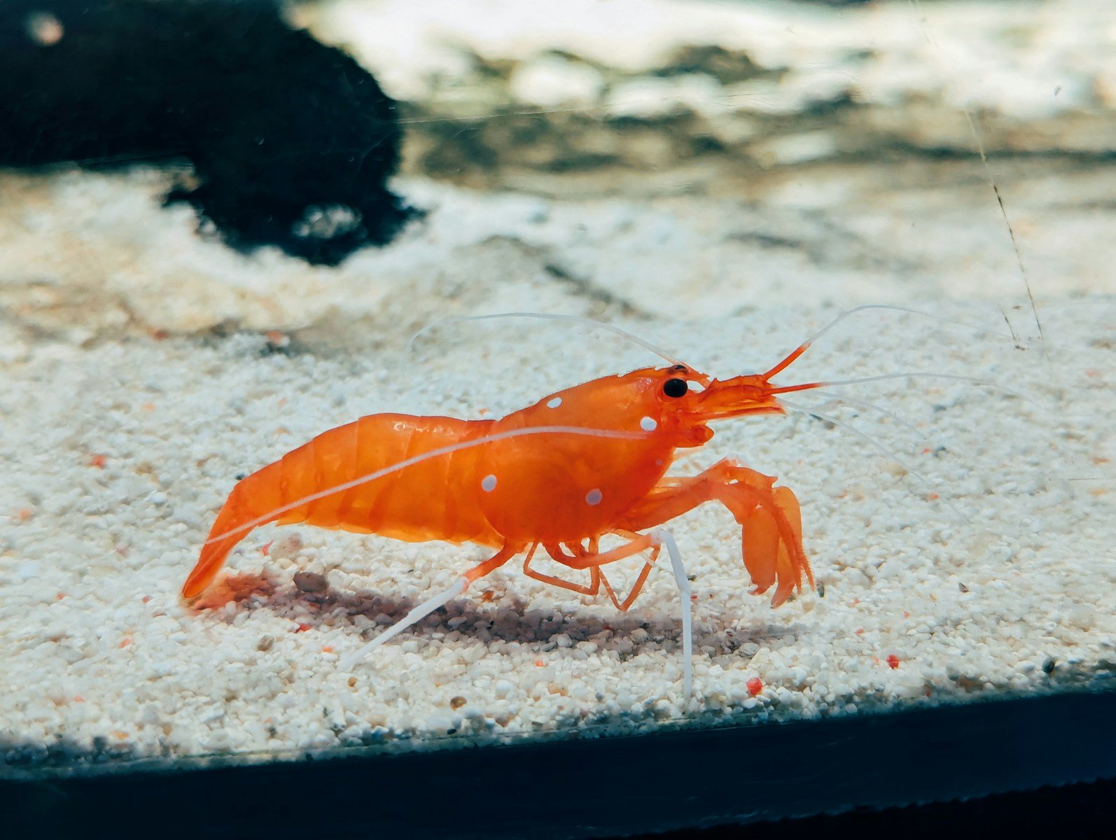 How Pistol Shrimp Shoot Superheated Bubbles to Stun Their Prey