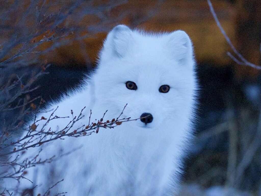 Arctic fox hiding behind a tree branch.