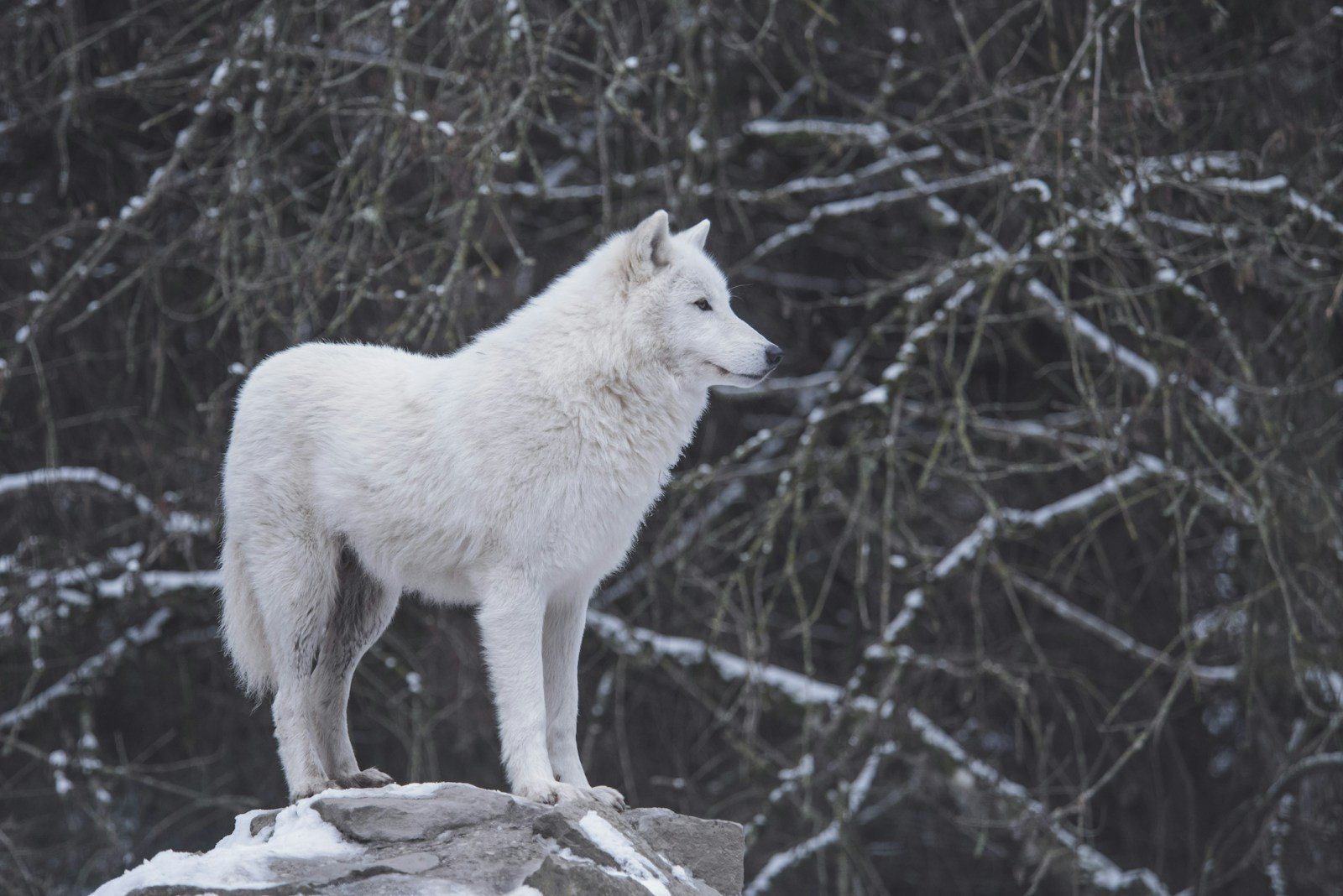 Wolf, nocturnal animals