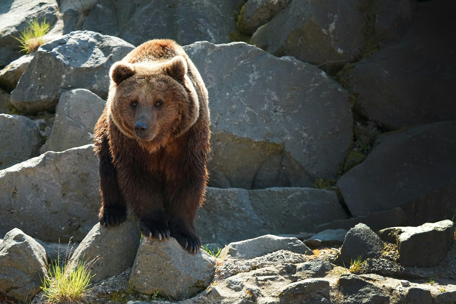 The Resurgence of the Marsican Brown Bear Can Italy Save Europes Rarest Bear