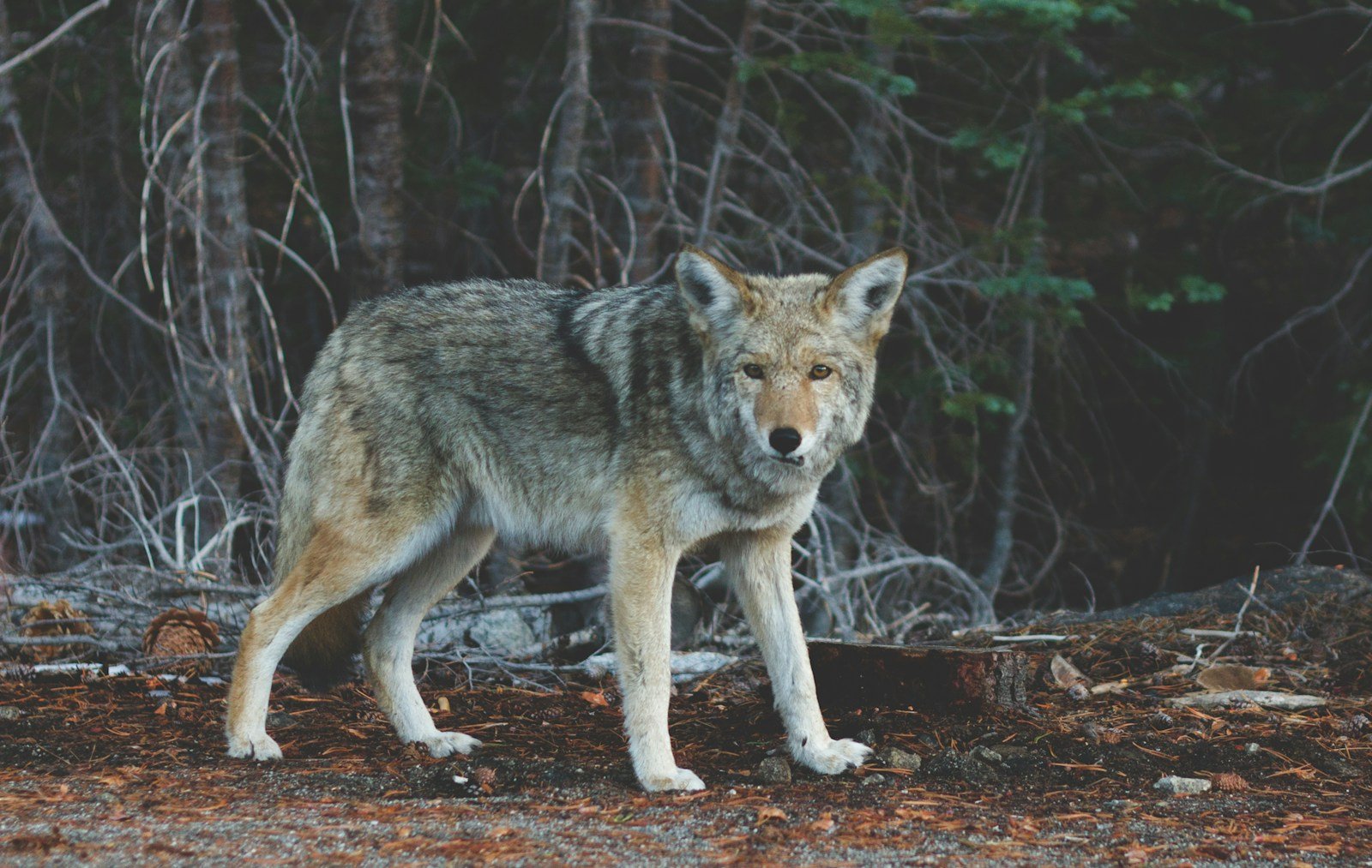 focus photography of standing wolf near tree