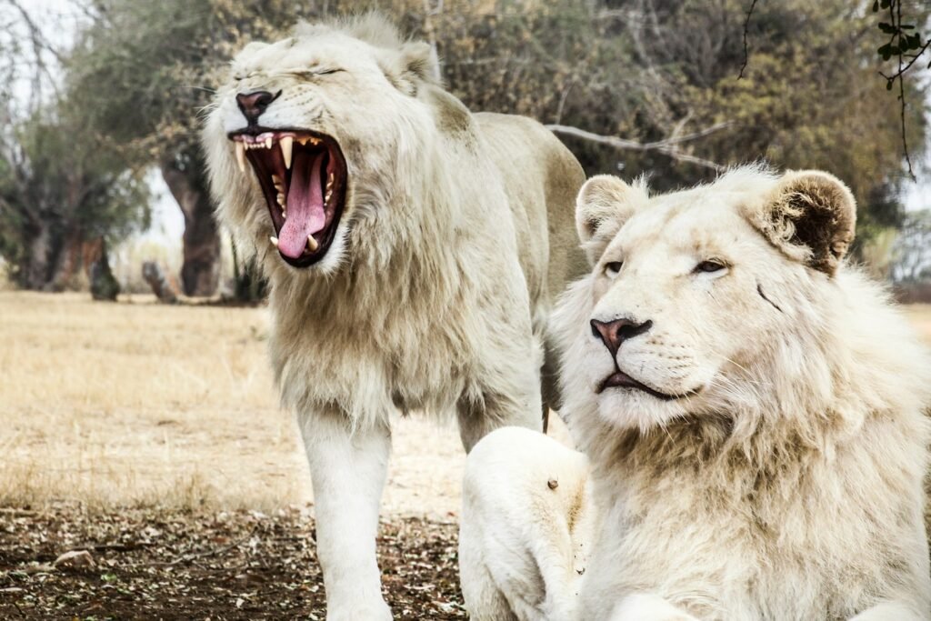 Two white lions.