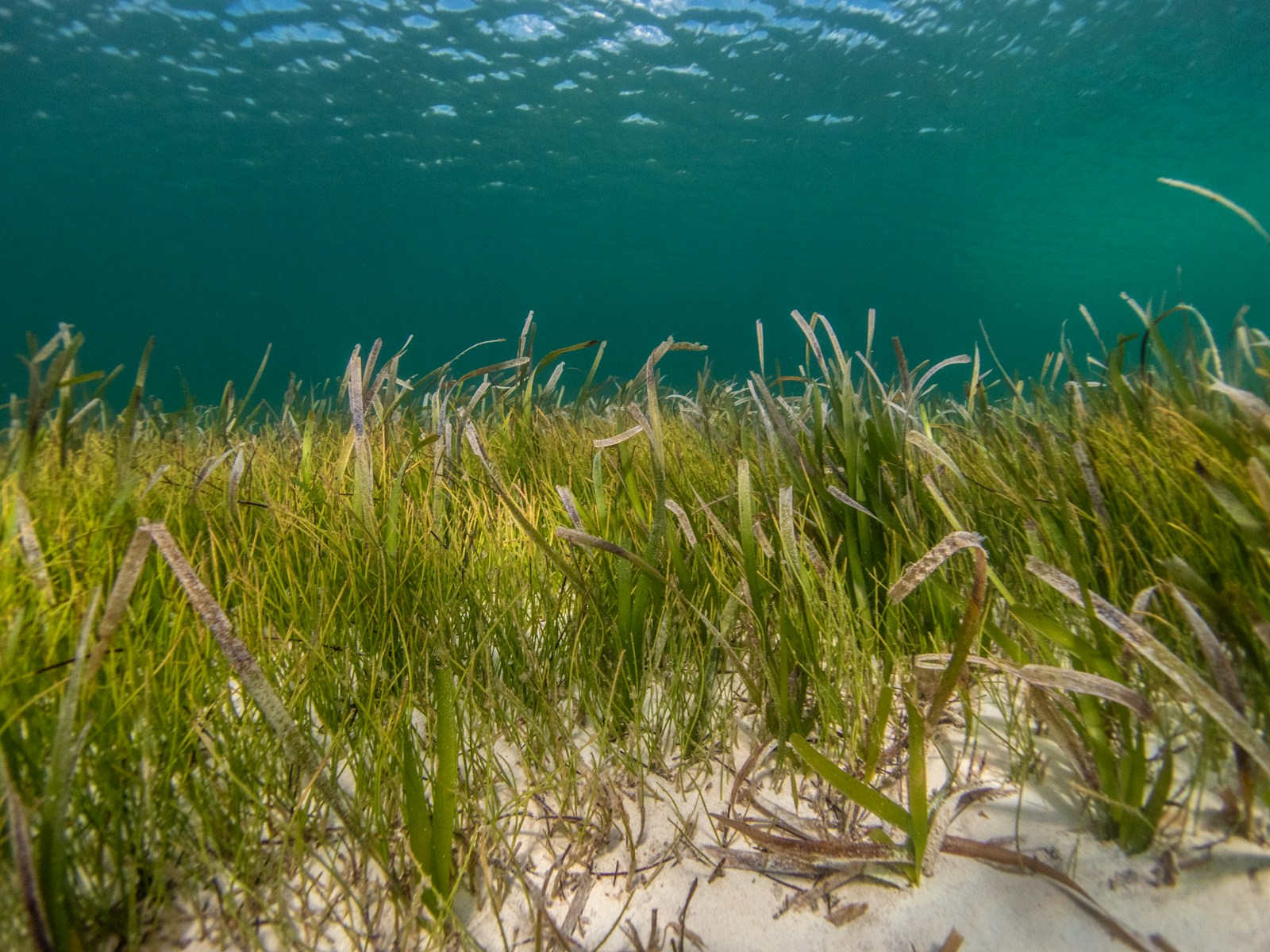 Singapores Role in Marine Conservation Protecting the Coral Reefs of Southeast Asia
