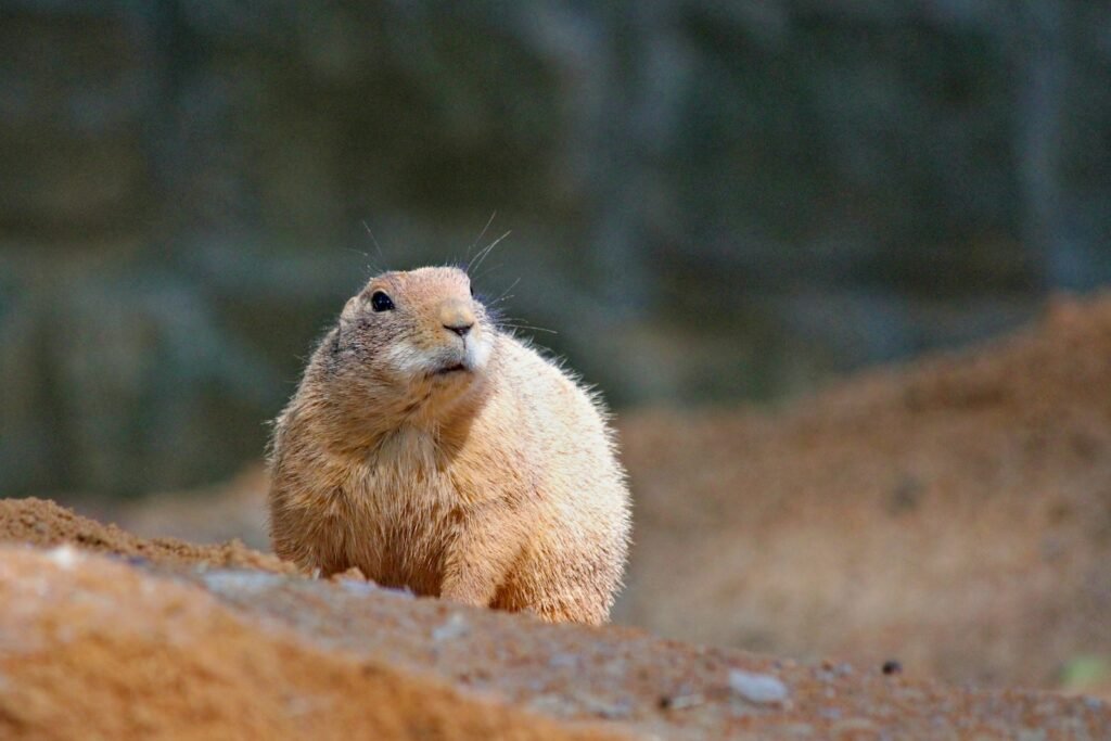 Prairie dog during the daytime. 