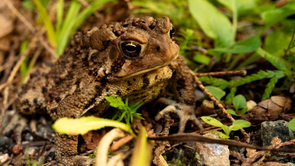 Cane toad sitting on the ground in the grass.