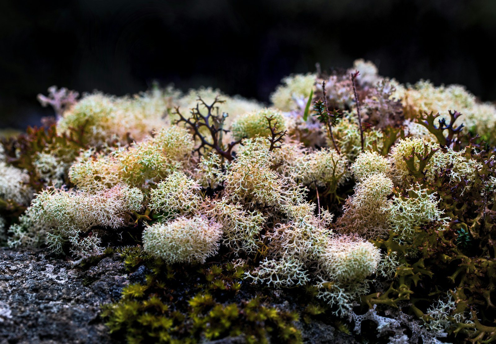 Lichen: The Alien-Like Organisms That Can Survive in Space