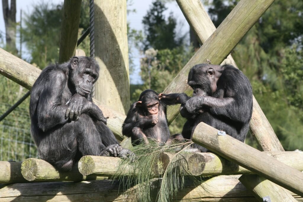 Animal structure, chimpanzee troop