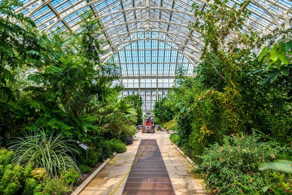Green trees inside a greenhouse in Kew Gardens.