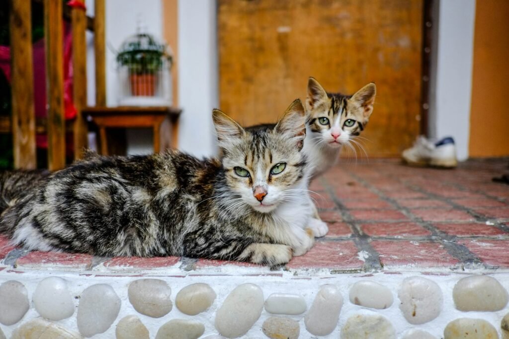 Two cats laying on top of a brick floor.