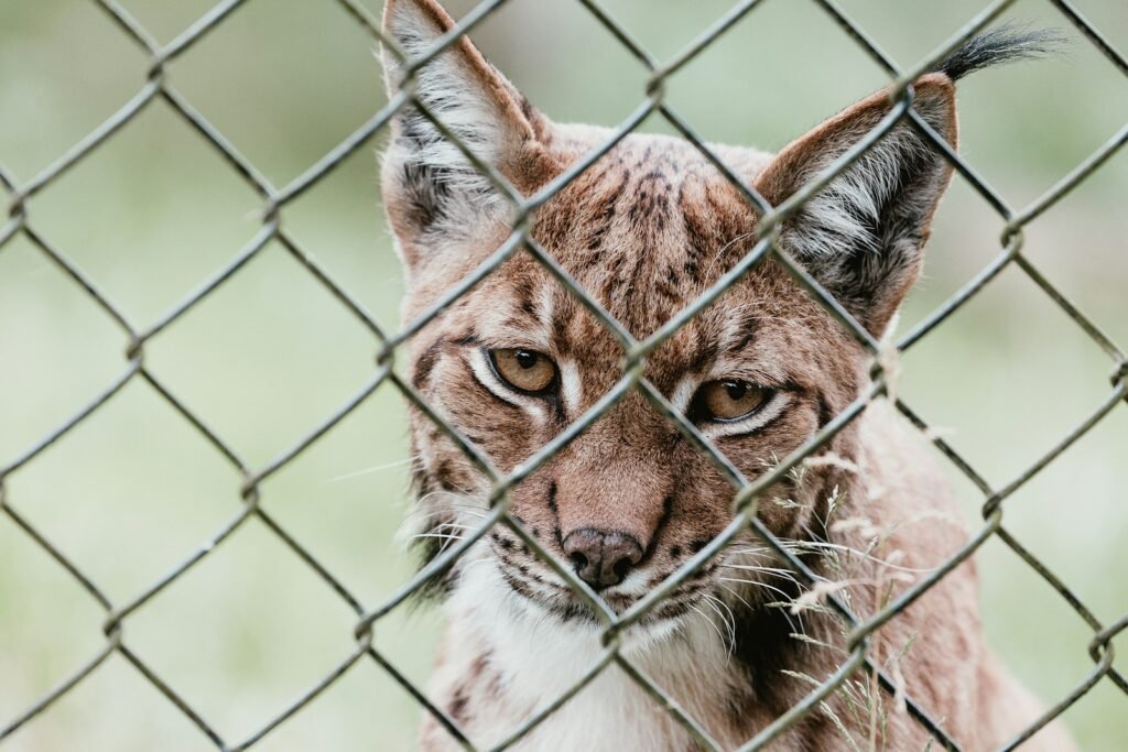 Eurasian lynx behind a cyclone fence.