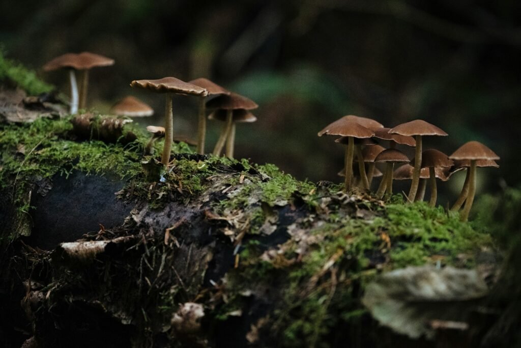 Brown mushrooms on green moss.