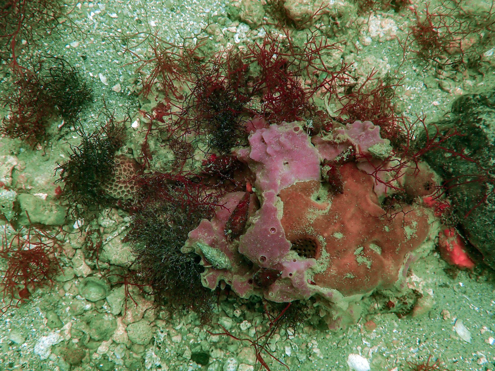 Coral reef dull in color.