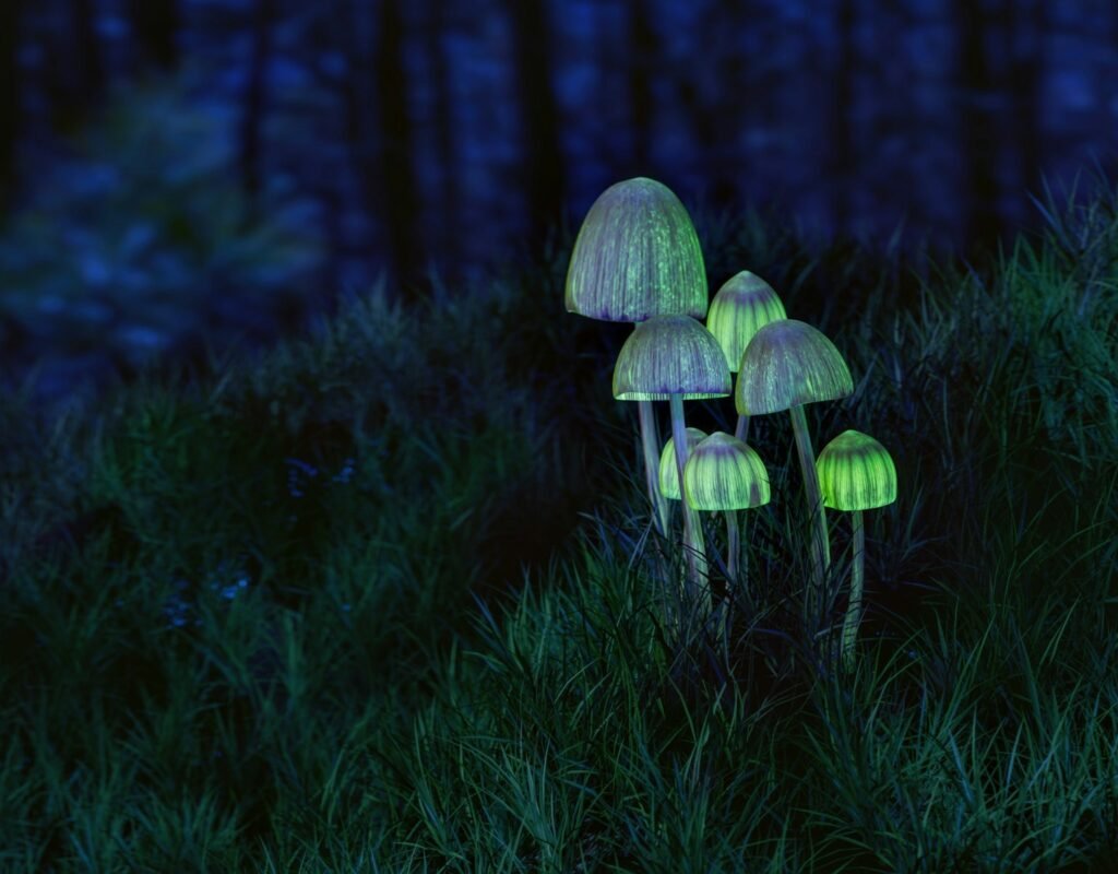 A group of mushrooms glowing in the dark forest.