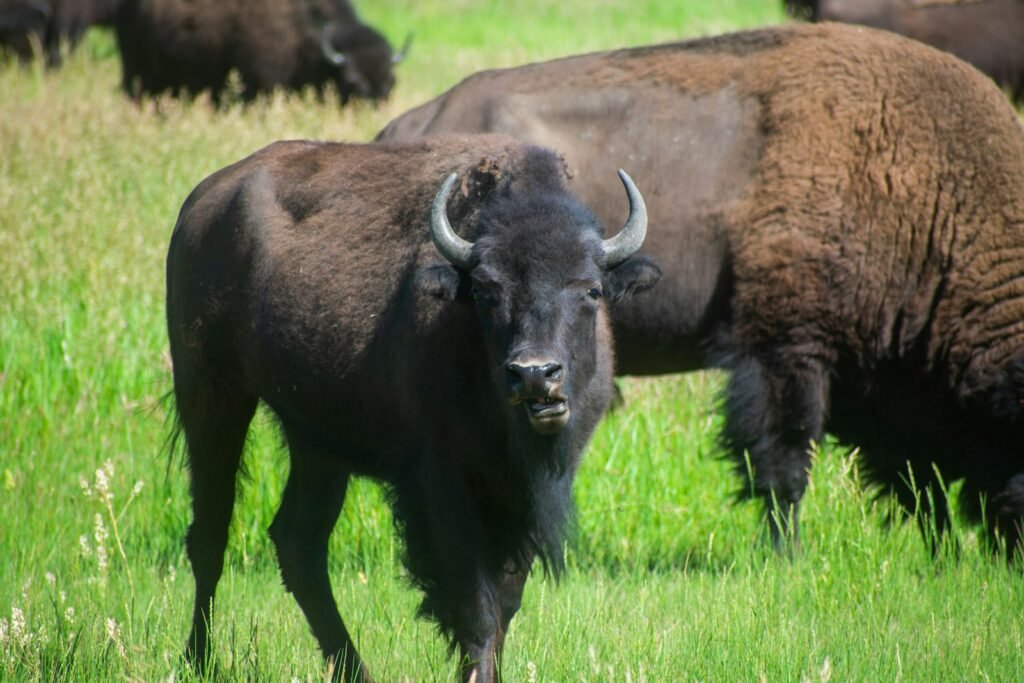 Herd of bisons in a field in Wyoming.