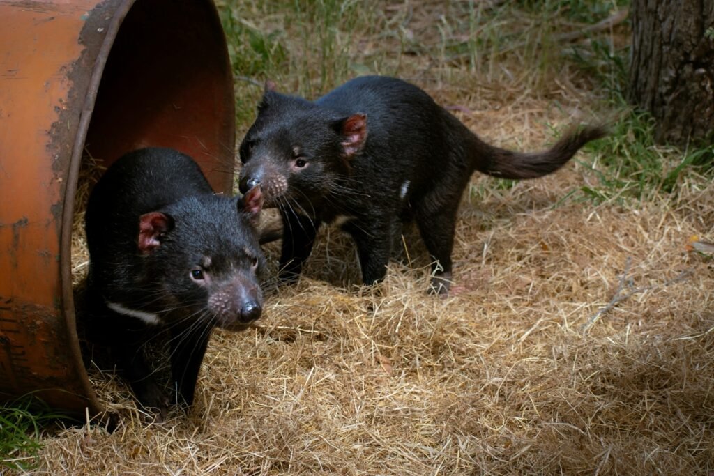 Tasmanian devils standing next to each other.