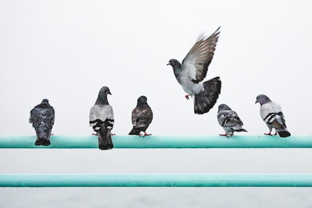 Intelligent birds, homing pigeons