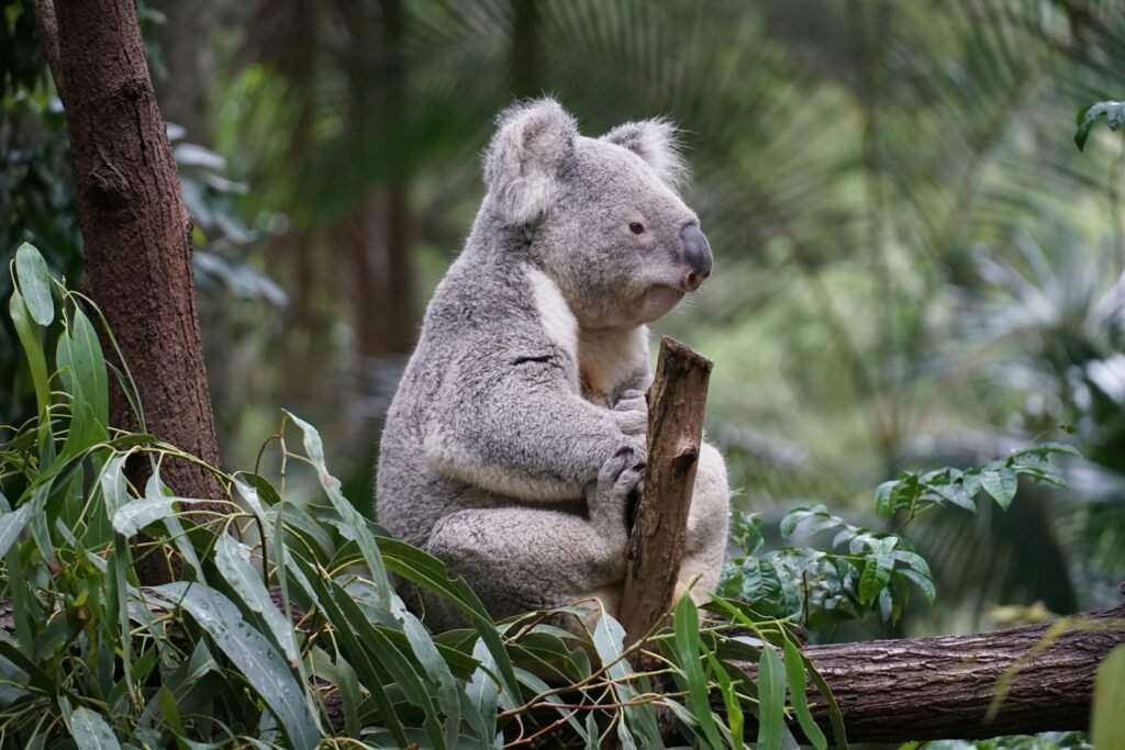 A koala sitting on a tree branch in a forest