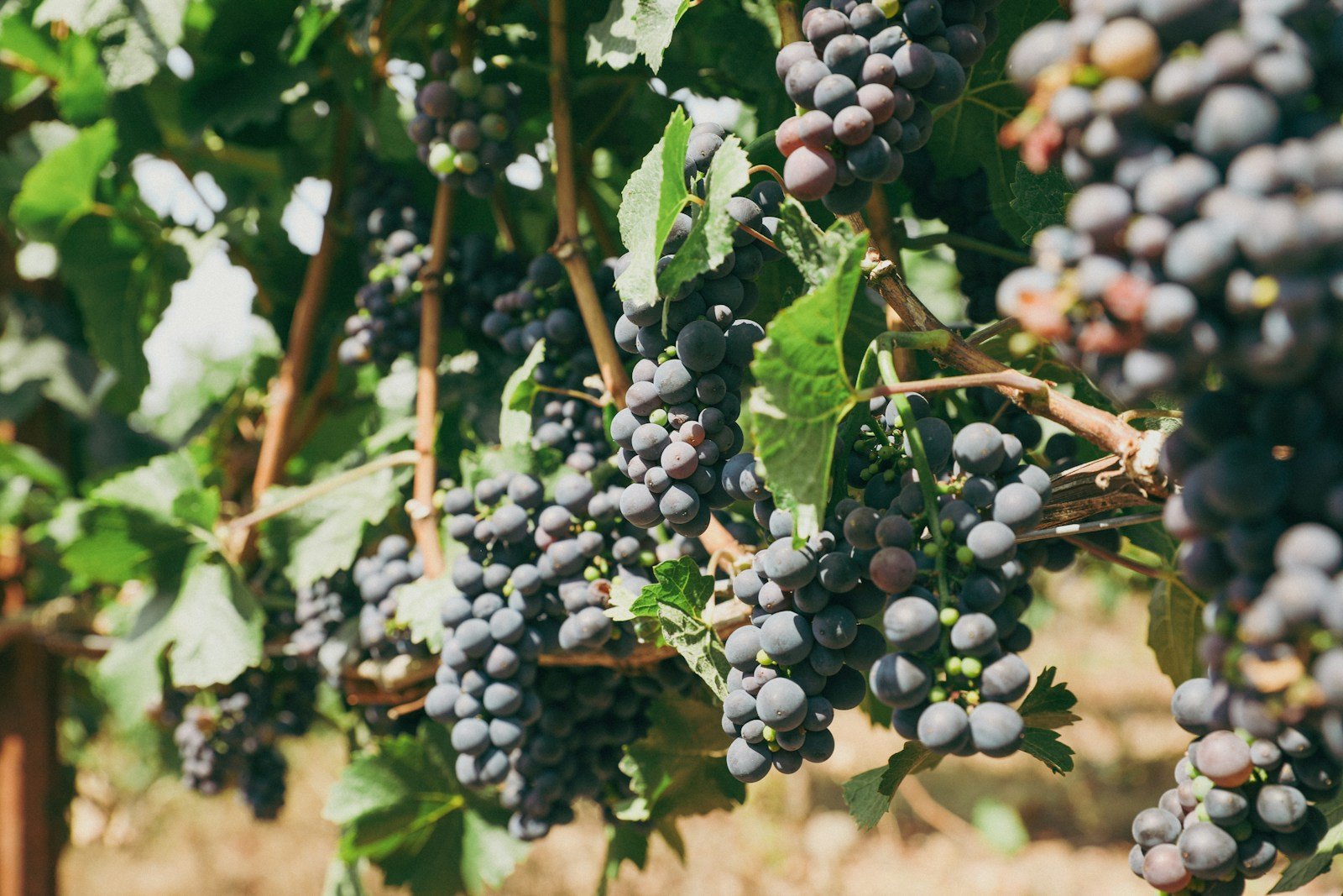 The Secret Struggle of Grapevines: How Climate and Disease Are Reshaping Wine Country
