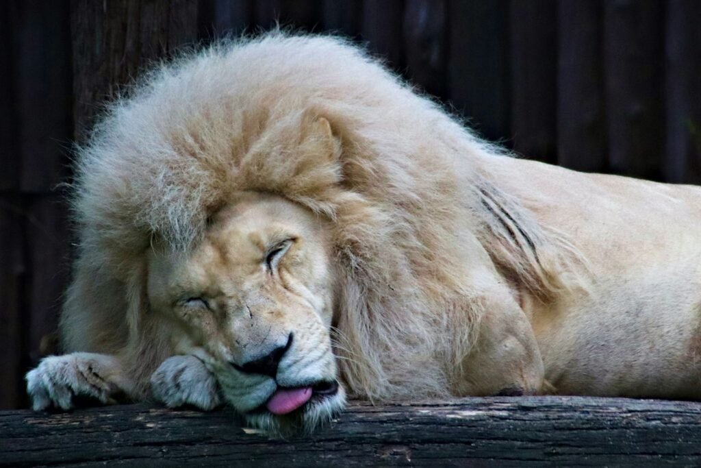 Sleeping white lion on a black wooden log.