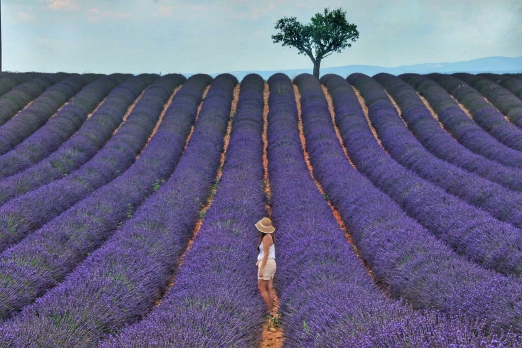 Lavender fields, Provence, France