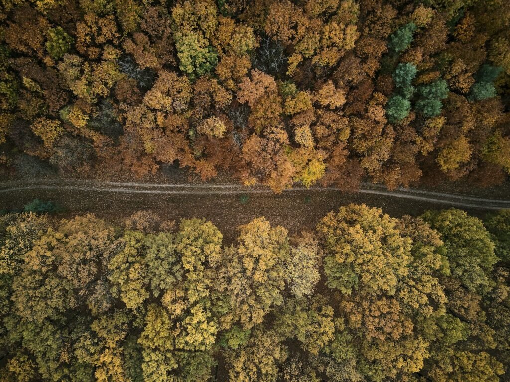 Bird's-eye view photography of road between forest in Ukraine.