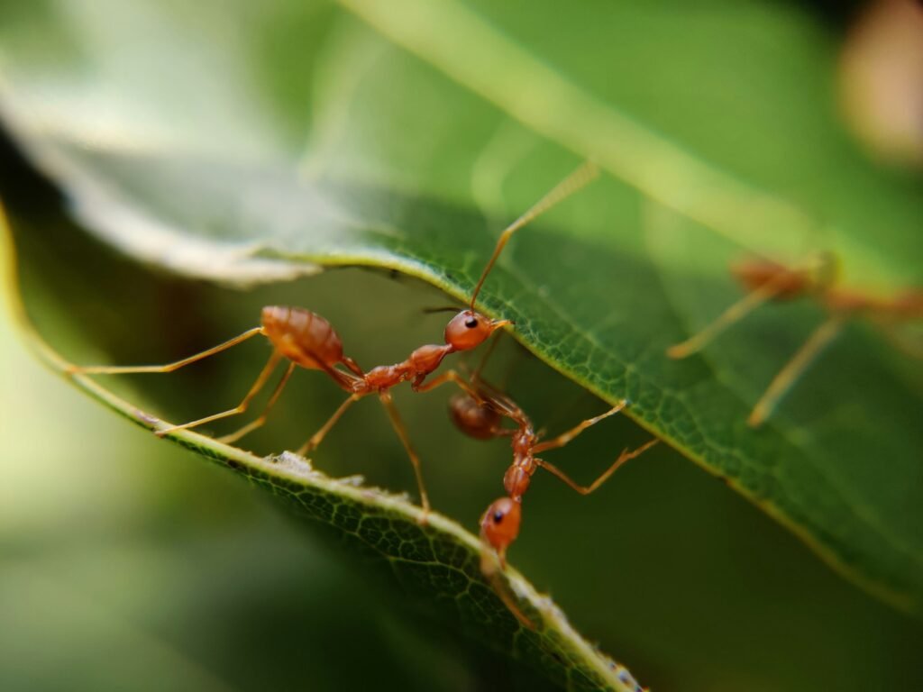 Macro photography of red ants