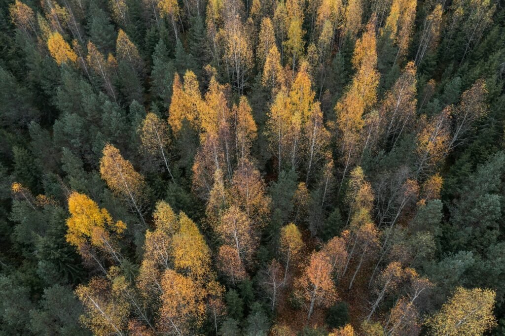 an aerial view of a forest with lots of trees.