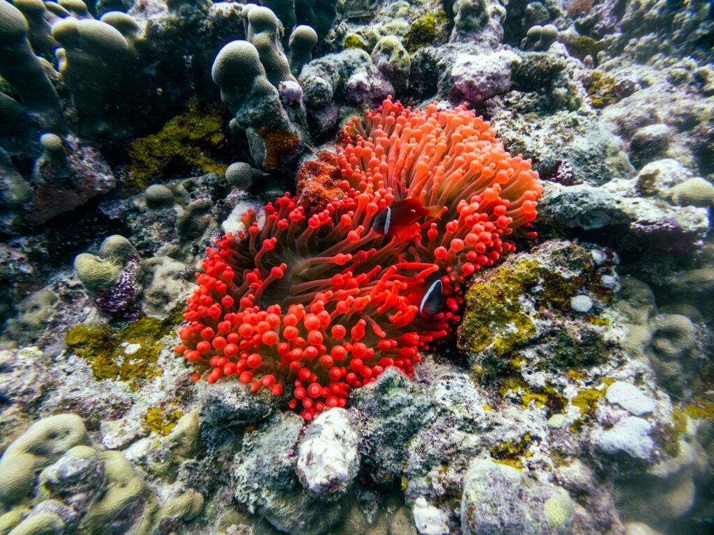 A red sea anemone on a coral reef.