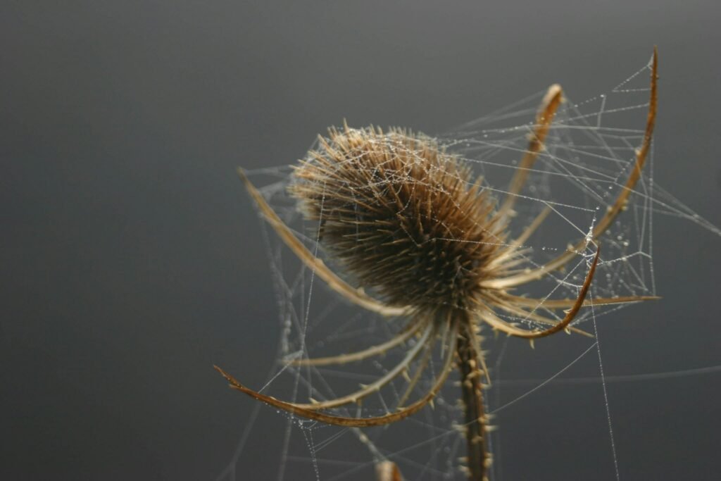 Spider silk