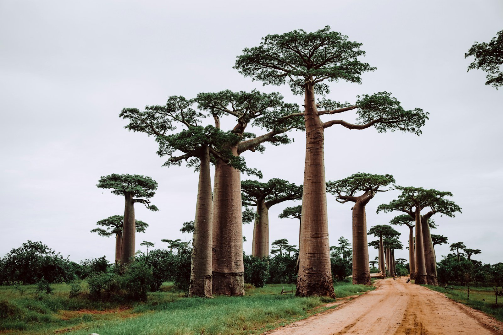 The Baobab Trees of Madagascar: How These Ancient Giants Store Water in the Harshest Climates