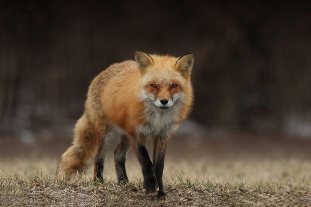 red fox, nocturnal animals