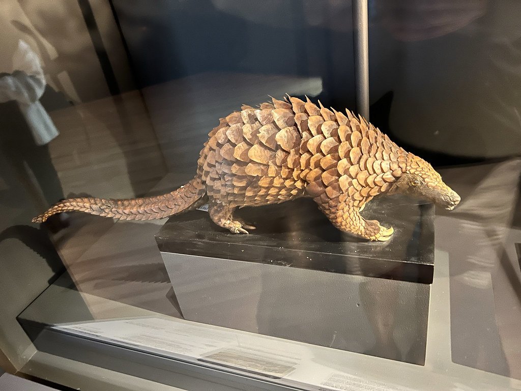 Sunda Pangolin