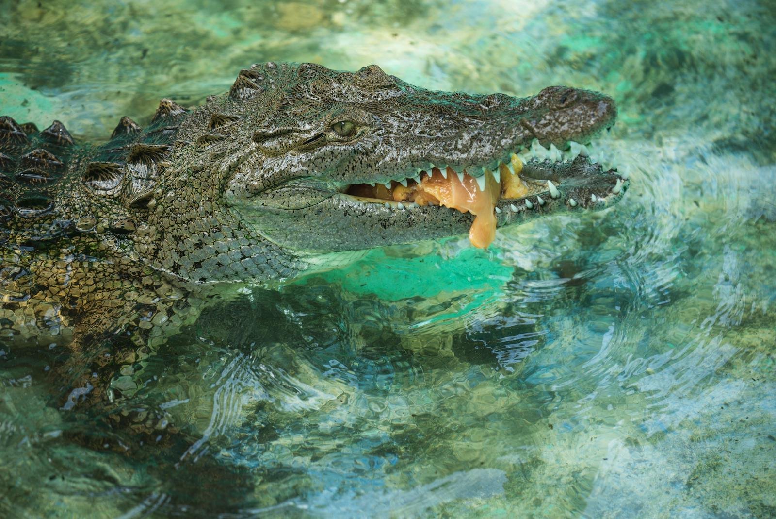 The Super Crocs That Hunted Dinosaurs