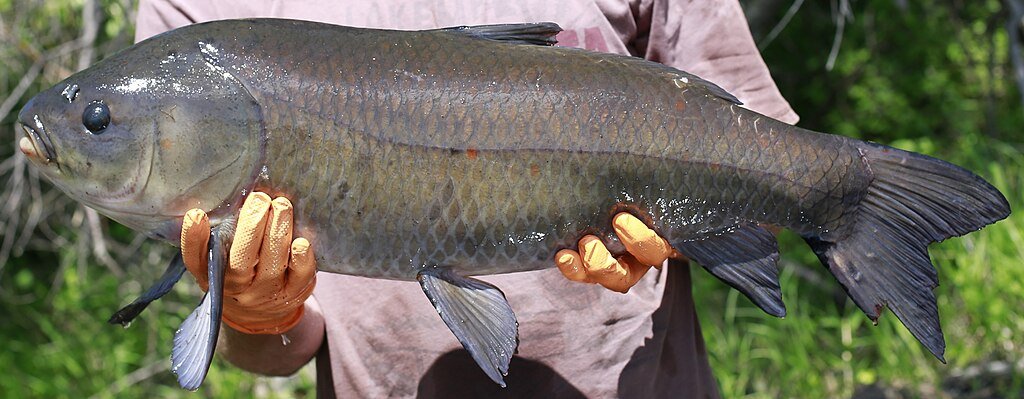 100 year old bigmouth buffalo