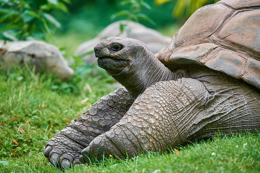 Aldabra giant tortoise