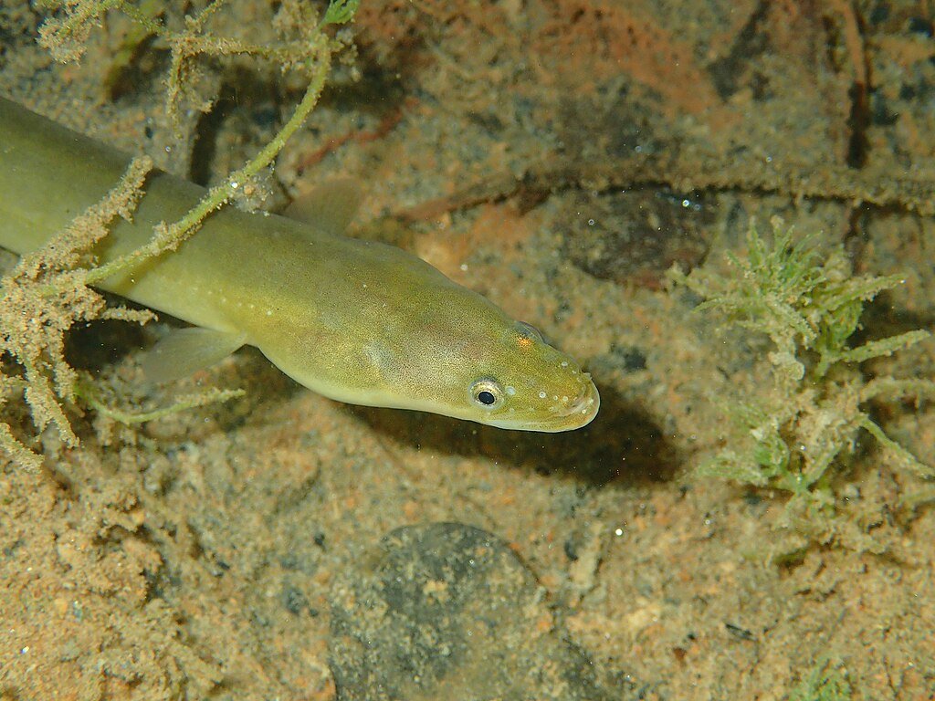 European eel