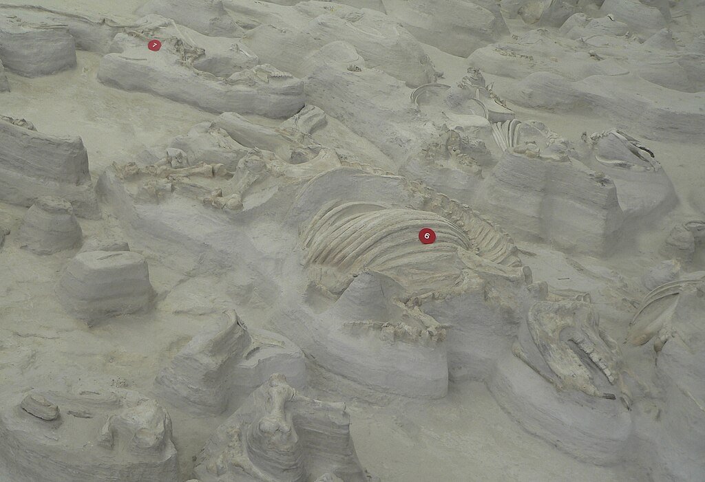 Ashfall Fossil Beds-Teleoceras adult mal