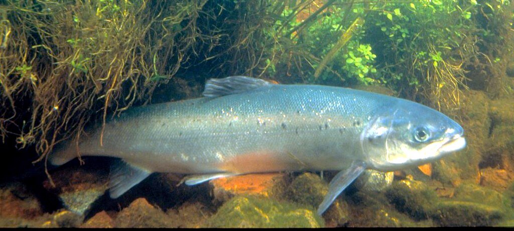 Atlantic salmon