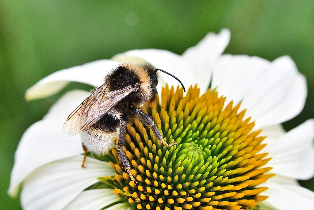 Bumblebee
