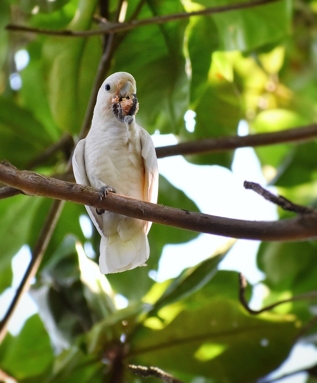 Genius Parrots: How Tool-Savvy Cockatoos Are Redefining Bird Intelligence