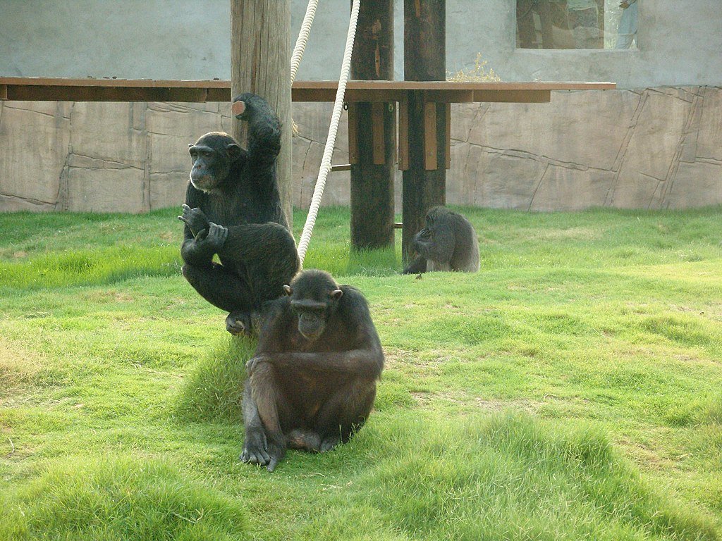 Chimpanzees
