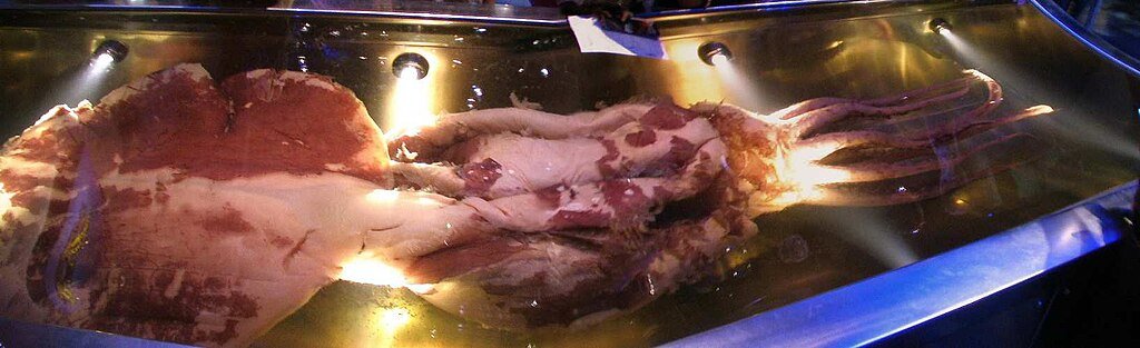 Colossal squid on display in Te Papa Museum Wellington New Zealand