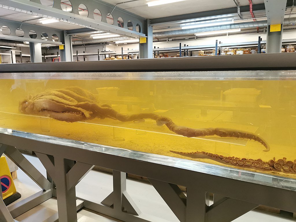 Colossal Squid head and limbs, Natural History Museum, London