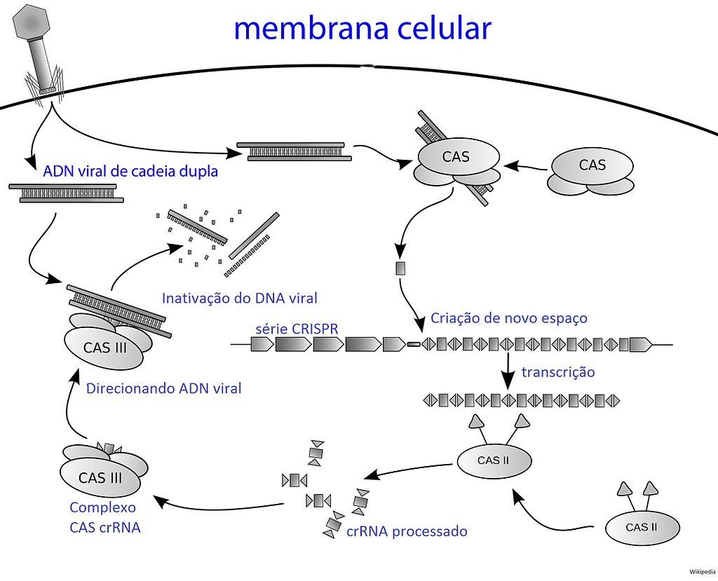 Crispr-pt2