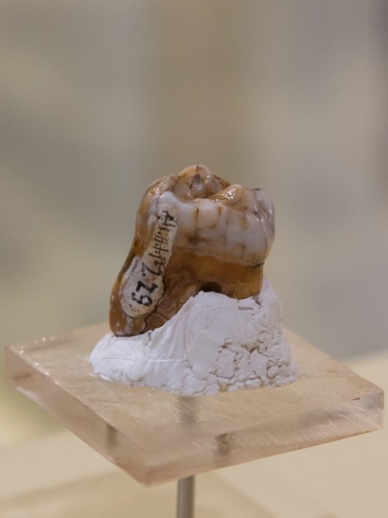 Denisova 4 molar 1