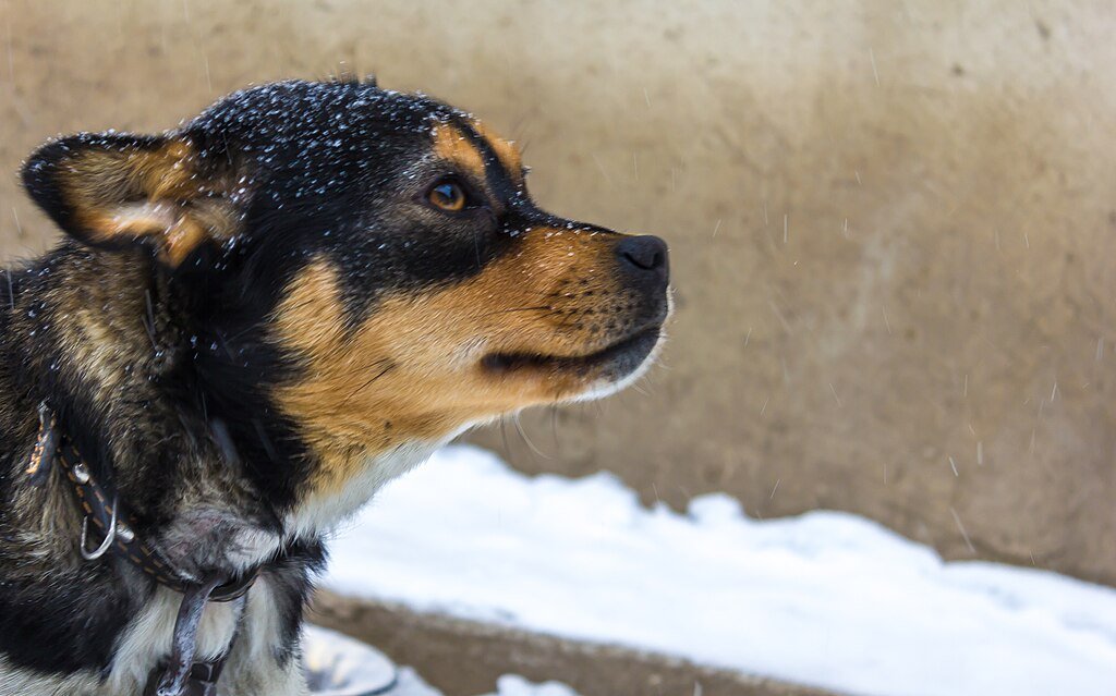 Dog's first snow