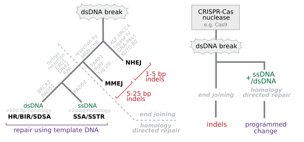 DsDNA break repair and CRISPR-based genome editing