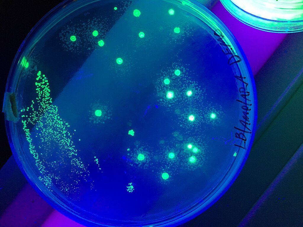E. coli that has been transformed with pGlo under UV light
